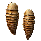 Chitin Plates